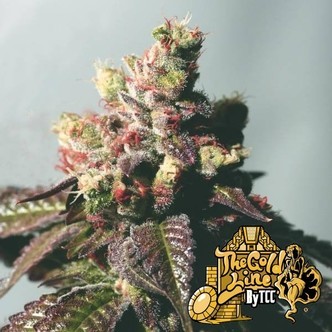 Passion Berry (Cali Connection) feminiserede