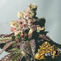 Passion Berry (Cali Connection) Feminiserede