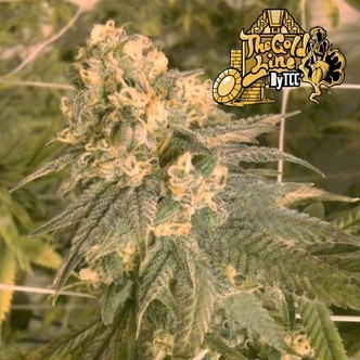 Mint Milano (Cali Connection) feminiserede cannabisfr&oslash;
