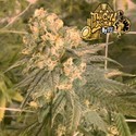 Mint Milano (Cali Connection) Feminiserede