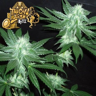 Italian Ice (Cali Connection) feminiserede