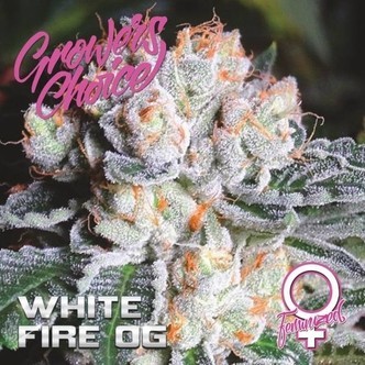 White Fire OG (Growers Choice) feminiserede cannabisfr&oslash;