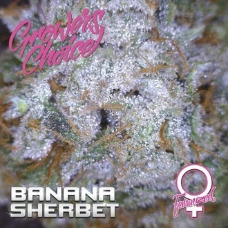 Banana Sherbet (Growers Choice) Feminiserede