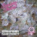 Banana Sherbet (Growers Choice) Feminiserede