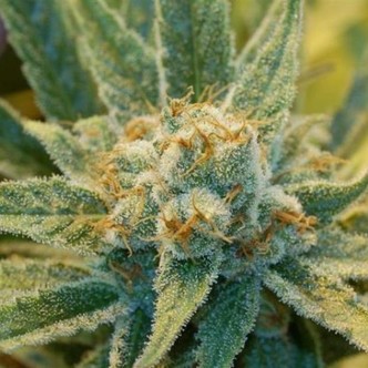 Super Silver Haze (Mr. Nice) regul&aelig;r