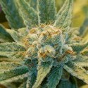 Super Silver Haze (Mr. Nice) regulær