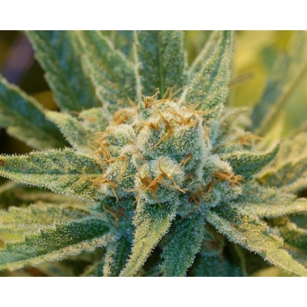 Super Silver Haze (Mr. Nice) regulær