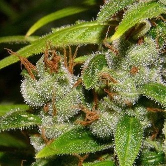 Super Silver Haze (Mr. Nice) regulær