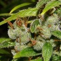 Super Silver Haze (Mr. Nice) regulær
