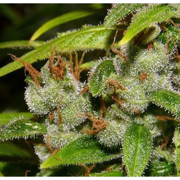 Super Silver Haze (Mr. Nice) regulær