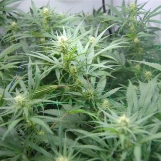Super Silver Haze (Mr. Nice) regulær
