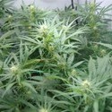 Super Silver Haze (Mr. Nice) regulær