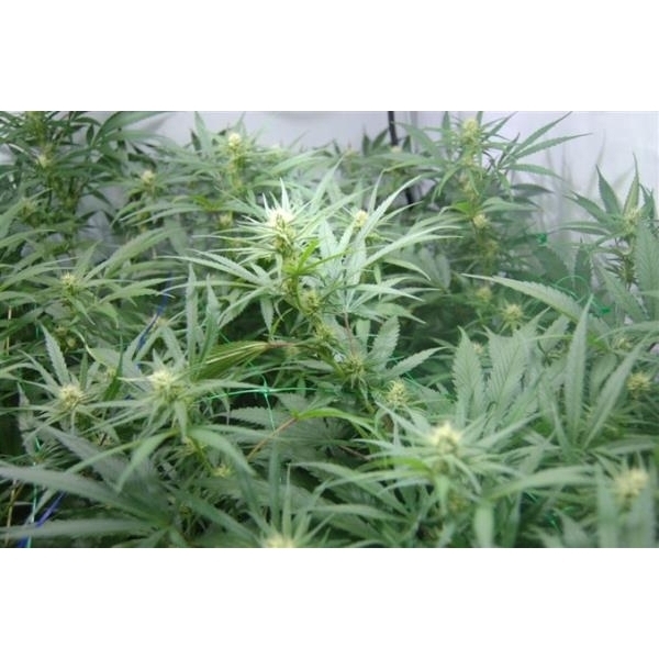 Super Silver Haze (Mr. Nice) regulær