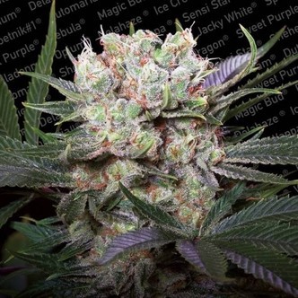 Californian Gold (Paradise Seeds) feminiserede cannabisfr&oslash;