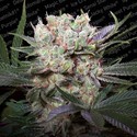 Californian Gold (Paradise Seeds) Feminiserede