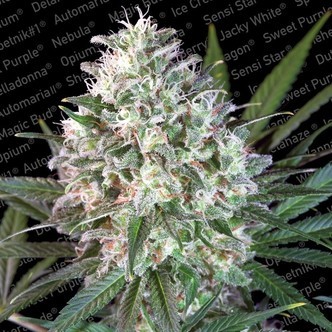 Space Cookies (Paradise Seeds) feminiserede cannabisfr&oslash;