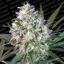 Space Cookies (Paradise Seeds) Feminiserede