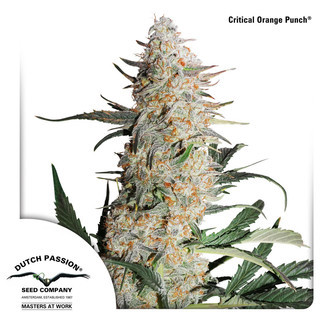 Critical Orange Punch (Dutch Passion) feminiserede cannabisfr&oslash;