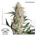 Critical Orange Punch (Dutch Passion) Feminiserede