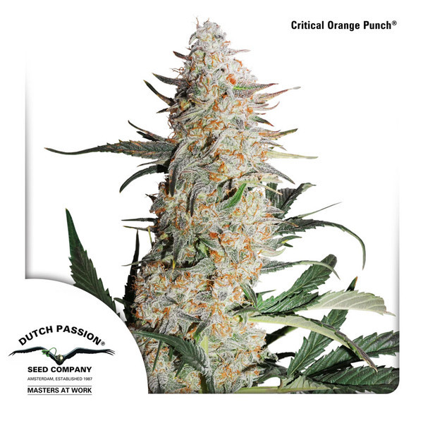 Critical Orange Punch (Dutch Passion) Feminiserede