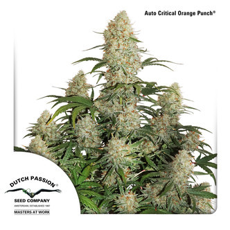 Auto Critical Orange Punch (Dutch Passion) feminiserede