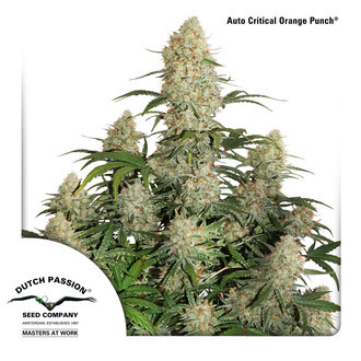 Auto Critical Orange Punch (Dutch Passion) Feminiserede
