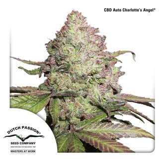 CBD Auto Charlotte's Angel (Dutch Passion) Feminiserede