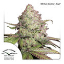 CBD Auto Charlotte's Angel (Dutch Passion) Feminiserede