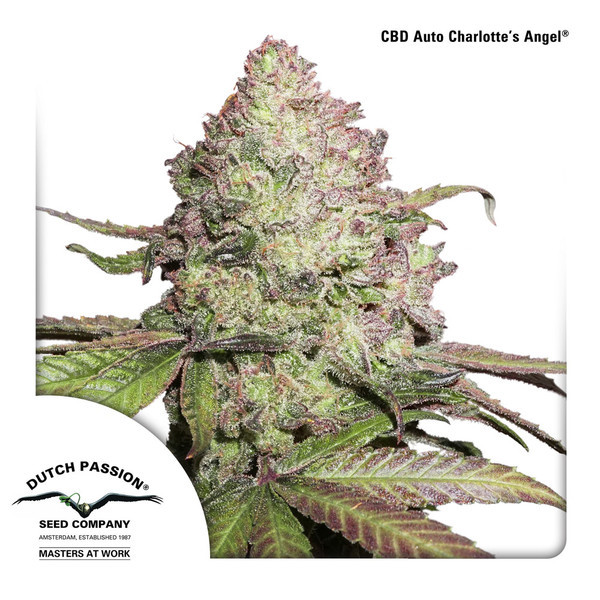 CBD Auto Charlotte's Angel (Dutch Passion) Feminiserede