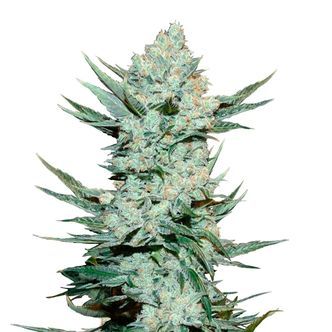 Tangie&rsquo;Matic (FastBuds) Feminiserede cannabisfr&oslash;