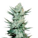 Tangie Auto (FastBuds) Feminiserede