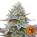 Gorilla Zkittlez (Barney's Farm) Feminiserede