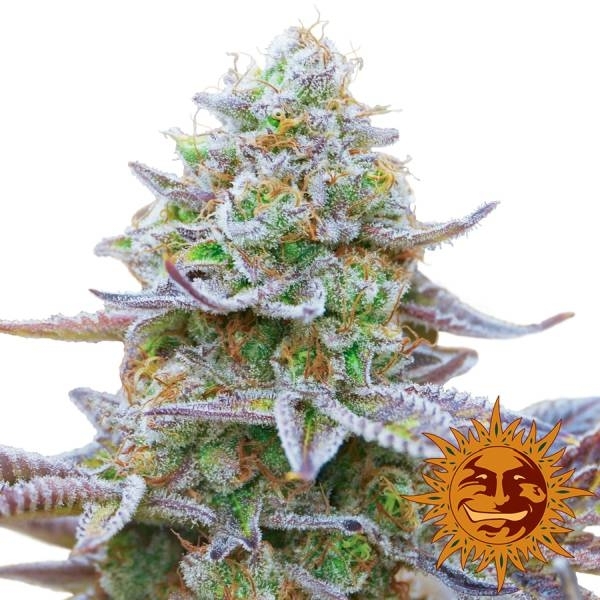 Gorilla Zkittlez (Barney's Farm) Feminiserede