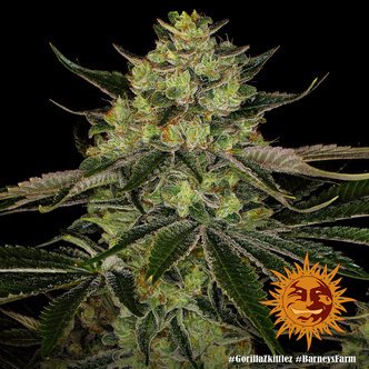 Gorilla Zkittlez (Barney's Farm) Feminiserede