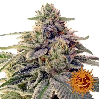 Shiskaberry (Barney's Farm) Feminiserede