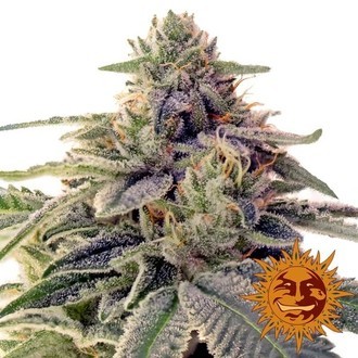 Shiskaberry (Barney's Farm) Feminiserede