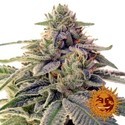 Shiskaberry (Barney's Farm) Feminiserede