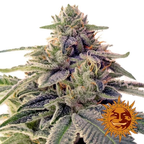 Shiskaberry (Barney's Farm) Feminiserede