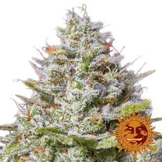 Blue Gelato 41 (Barney’s Farm) Feminiserede