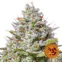 Blue Gelato 41 (Barney’s Farm) Feminiserede