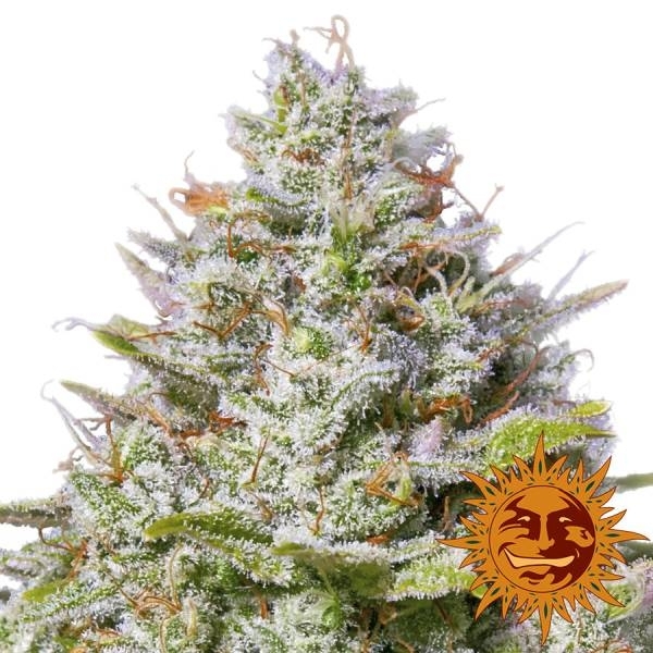 Blue Gelato 41 (Barney’s Farm) Feminiserede