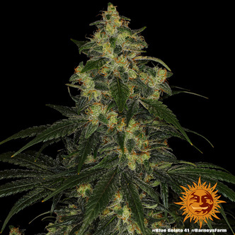 Blue Gelato 41 (Barney&rsquo;s Farm) Feminiserede cannabisfr&oslash;
