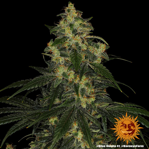 Blue Gelato 41 (Barney’s Farm) Feminiserede