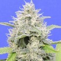 Gorilla Zkittlez (Original Sensible) Feminiserede