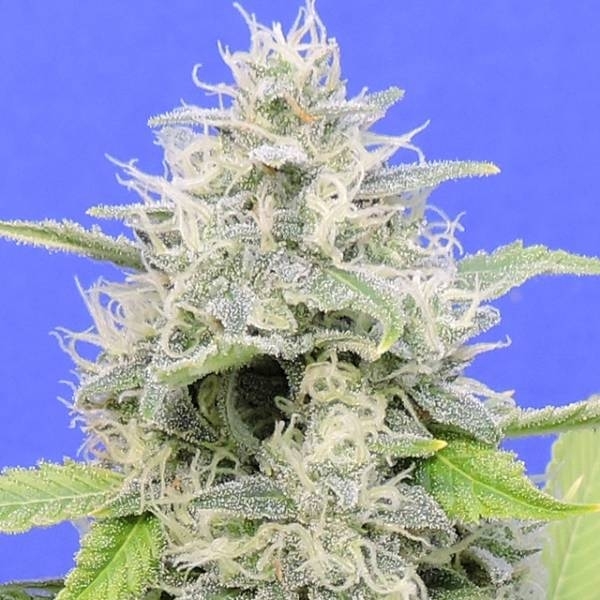 Gorilla Zkittlez (Original Sensible) Feminiserede