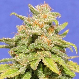 White Crystal Meth Auto (Original Sensible) Feminiserede cannabisfr&oslash;
