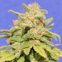 White Crystal Meth Auto (Original Sensible) Feminiserede