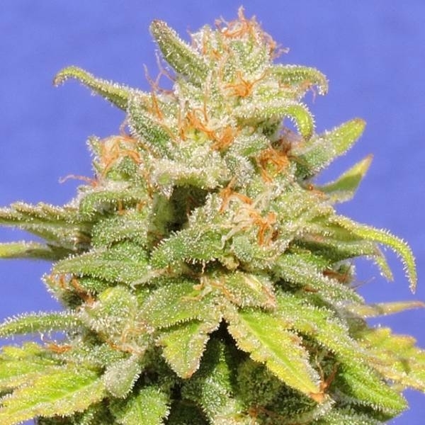 White Crystal Meth Auto (Original Sensible) Feminiserede