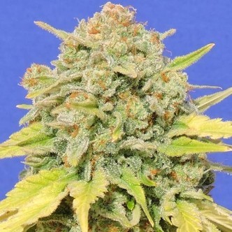 Zkittlez (Original Sensible) Feminiserede cannabisfr&oslash;