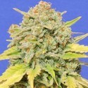 Zkittlez (Original Sensible) Feminiserede